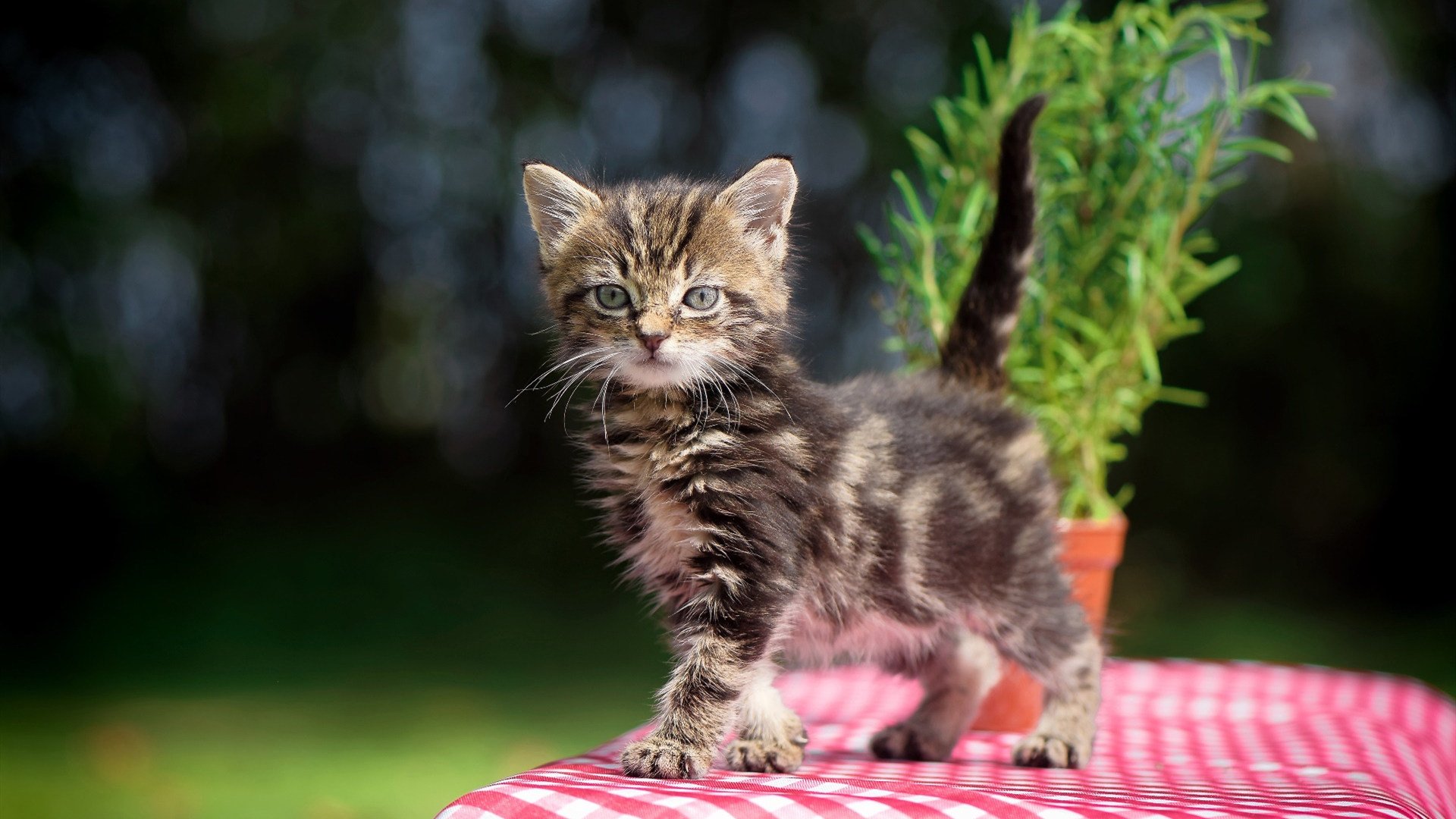 《电竞文化讲座开讲:增进公众对电竞的理解》,电竞文化的目的和意义