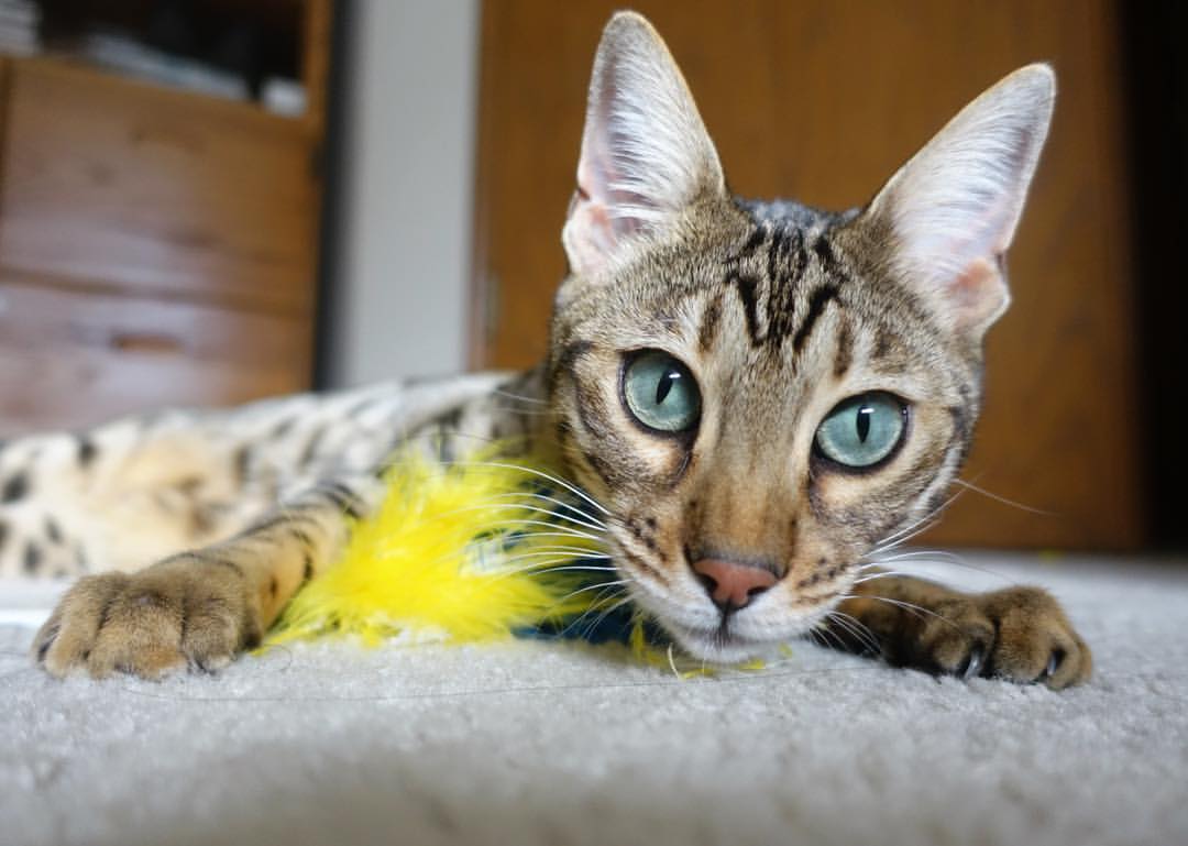 【关键因素】比赛胜负的决定性战术点分析，比赛的胜负不是最重要的