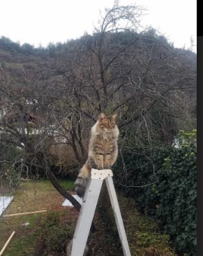 中国足球市场分析：未来发展潜力巨大，中国足球产业的现状分析