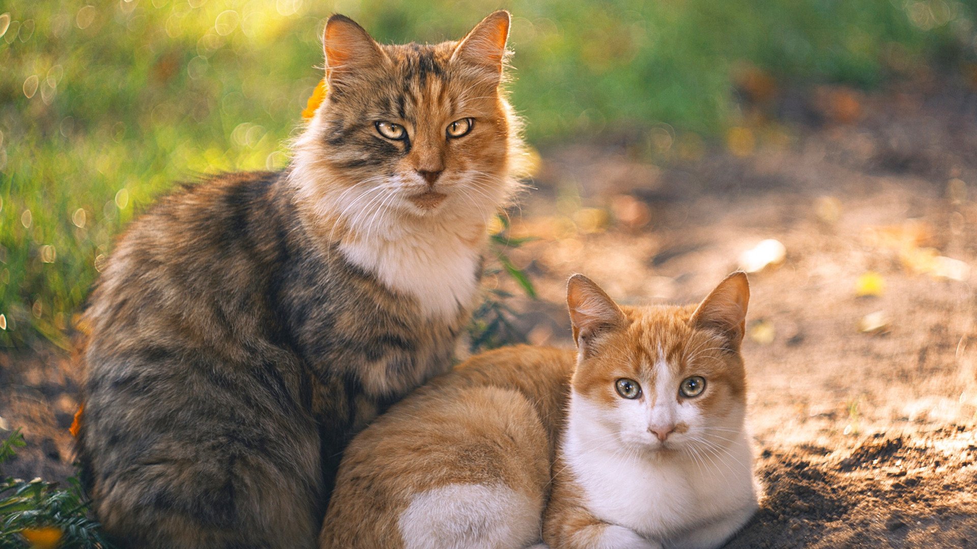 九游APP-全国各地青少年篮球训练营“校企合作”广泛展开，青少年篮球培训中心